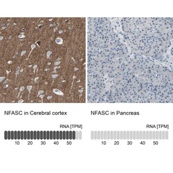 Neurofascin Antibody, Novus Biologicals:Antibodies:Primary Antibodies